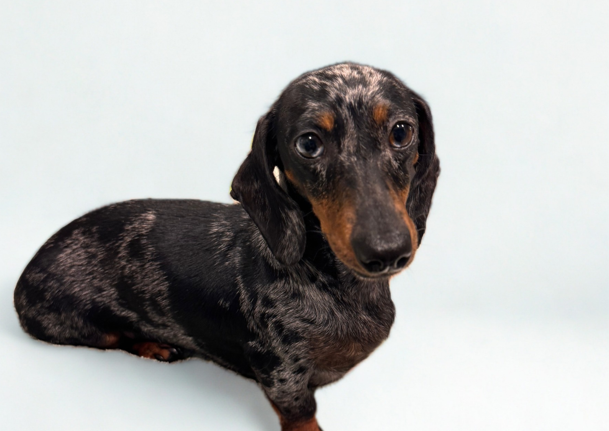 Black and tan dachshund puppy looking at camera